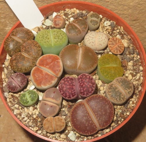 16er lithops mix mesembs - lithops,