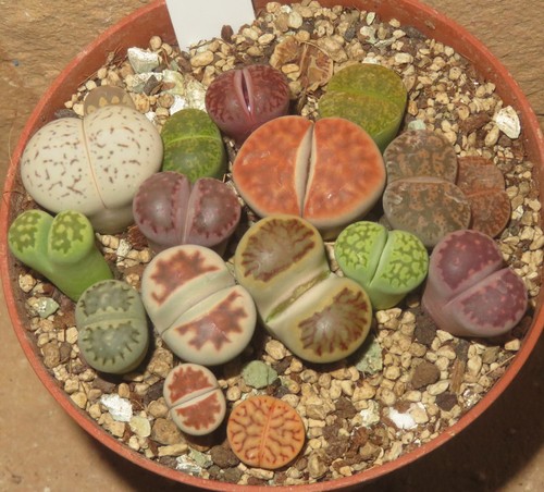 16er lithops mix mesembs - 16er,